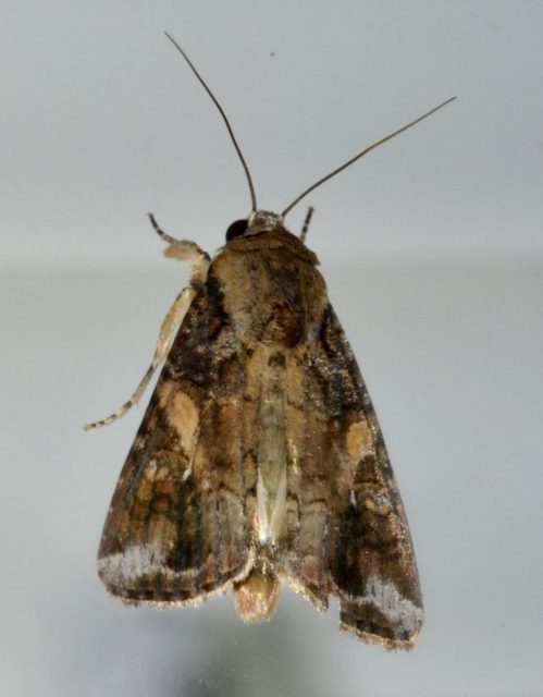 An adult fall armyworm moth. (Andy Reago and Chrissy McClarren via Wikimedia Commons)