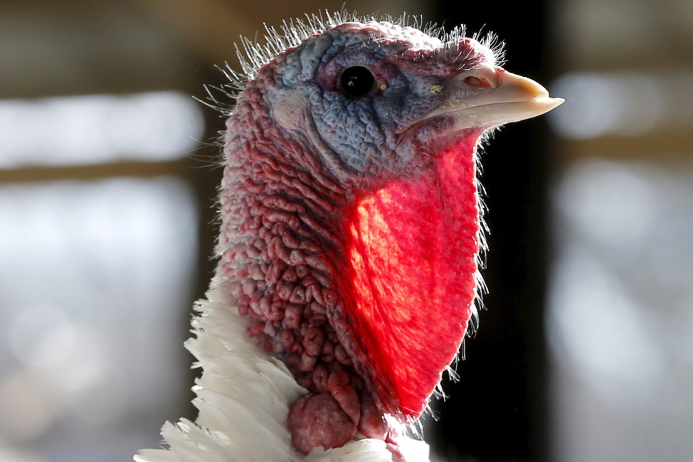 A turkey looks around its enclosure at Seven Acres Farm in North Reading, Massachusetts Nov. 25, 2014, two days before the Thanksgiving holiday in the United States. The tech scene in the U.S. had its share of turkeys - or blunders - this past year. (Reuters)