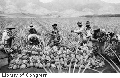 Pineapple harvest