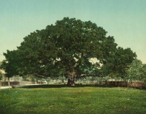 If oak trees contribute negatively to global climate change, watch out for this one!  Of course, this photo, made into a postcard, was taken in 1901 in Pass Christian, Mississippi.  So it may have gone to that great lumber pile in the sky. (Library of Congress)