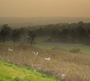 Neither man nor beast — nor tree — would be too happy in this smoggy setting.  (Dominic, Flickr Creative Commons)