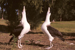 Two “gooney birds” engage in an albatross dances.  The gooneys look goofy during this ritual. (Wikipedia Commons)