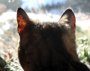 As any cat owner knows, a cat is the center of the universe.  So it needs lots of ear muscles to enable to ears to signal how it is feeling about thing.  You don’t want to see a cat twitch its ears or lay them low against the head.  (zircon3035, Flickr Creative Commons)