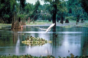 The Atachafalaya Basin is America’s largest swamp. It’s not long after you leave Louisiana’s capital, Baton Rouge, heading west, that you’re on a long, long causeway that skims just above these immense wetlands. (Army Corps of Engineers)