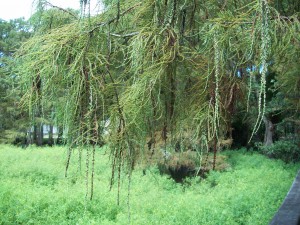 There are plenty of places for birds — and predators — to hide in the wildlife refuges, right outside Lake Charles.  They are a birdwatchers’ paradise. (Melinda Cormier)