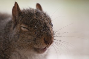 Like the rude rodents on my lawn, this squirrel is laughing at me.  (Navicore, Flickr Creative Commons)