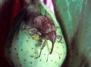 Look at that sucker!  The boll weevil would make a formidable foe, all right.  Tiny but tenacious.  (U.S. Dept. of Agriculture)