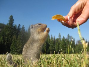 Perhaps a little prayer will increase this gopher’s change of snagging a potato chip, which is certainly not part of its normal diet of roots and flower bulbs.  (Dane Low, Flickr Creative Commons)