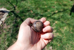 The buckeye is quite an ordinary nut.  Maybe it tastes better than it looks.  (dcbprime, Flickr Creative Commons)