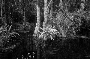 A southern swamp that Carol captured in infrared, which turns natural green objects white.  (Carol M. Highsmith)