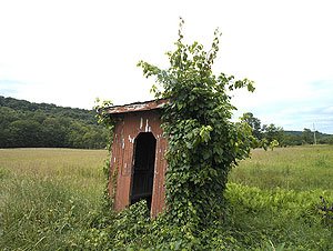 Kudzu is about to have its way with this rural bus stop.  (Carol M. Highsmith)