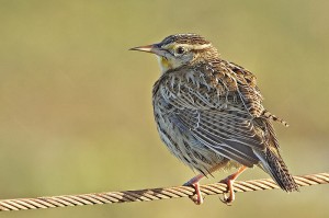 This lark, an eastern meadowlark, chirps a happy tune.  But it always seems nervous, so can it be happy? (Alan D. Wilson, Wikipedia Commons)