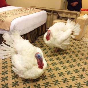 Bu yıl bağışlanacak olan hindiler otel odasında heyecanla beklerken