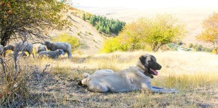 feature_conservation_dogs_main3-760x378