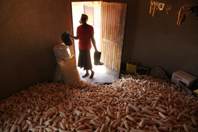 Zimbabwe Africa Food Production