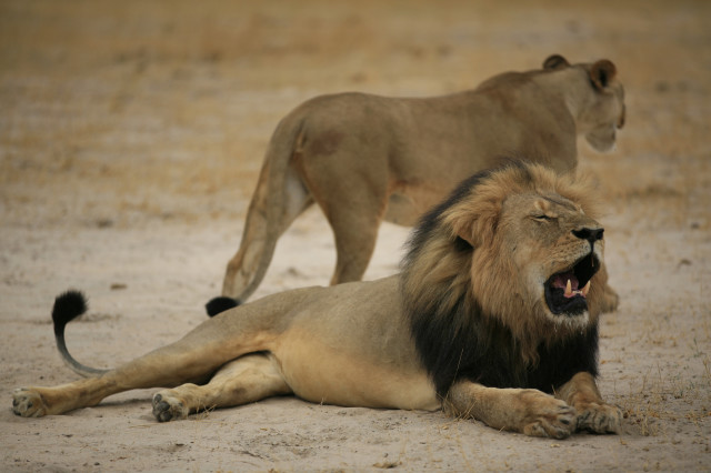 Cecil the lion October 21, 2012. (AFP / Zimbabwe National Parks)