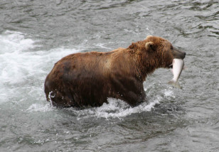 This photo taken July 4, 2013, in Katmai National Park and Preserve, Alaska, shows a brown bear walking to a sandbar to eat a salmon it had just caught at Brooks Falls. (AP)
