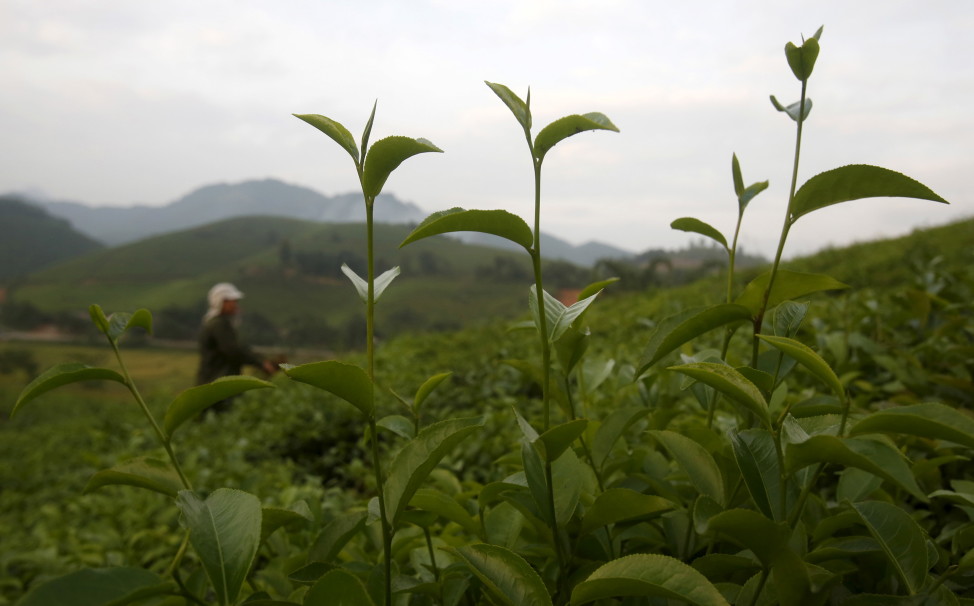 A woman from the Muong ethnic tribe works on her green tea hills which produce black tea for export in Tan Son, Vietnam on Oct. 4, 2015. (Reuters)