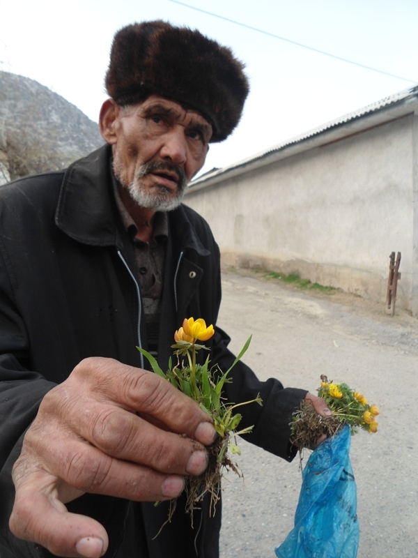 O’shlik qariya Yo’ldoshboy ota bahor ne’matlarini ko’ziga surtadi. O’sh, mart, 2015